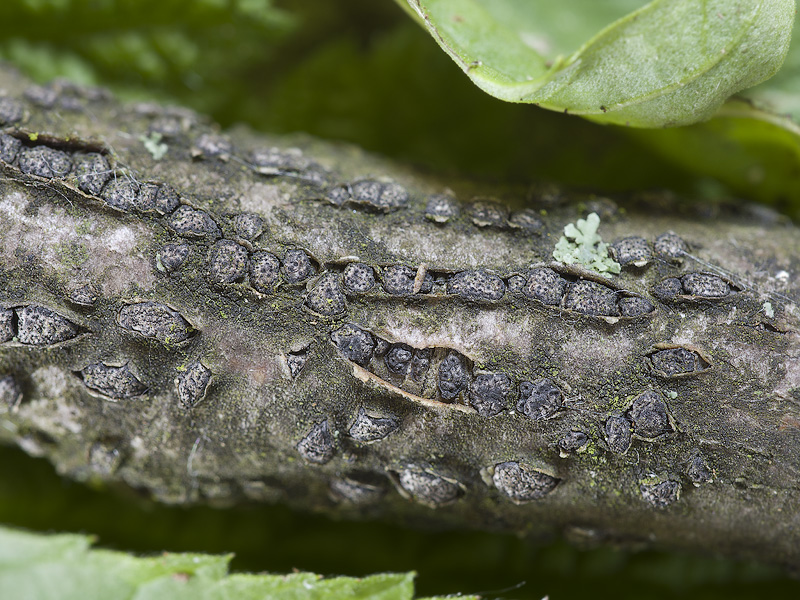 Melogramma campylosporum